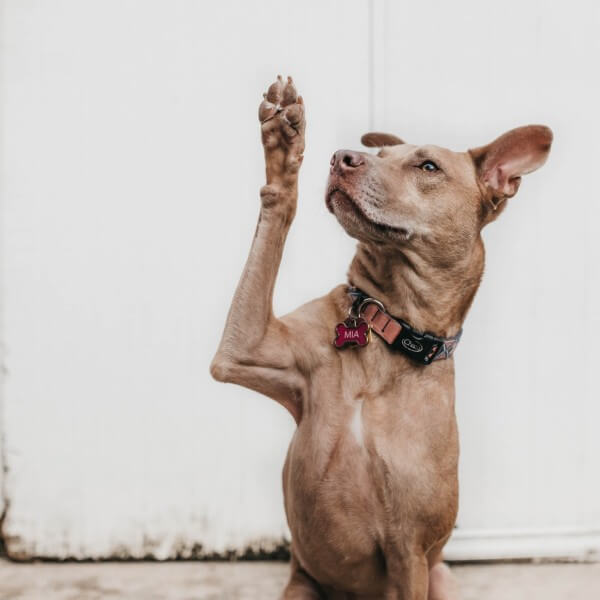 Brown dog waving paw